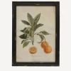 Clearance Botanical Orange Wall Art Wall Art