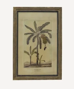Clearance Botanical Wall Art Species A Wall Art
