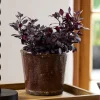 Best Brown Glazed Terracotta Pot Urns, Vases & Planters