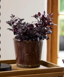 Best Brown Glazed Terracotta Pot Urns, Vases & Planters